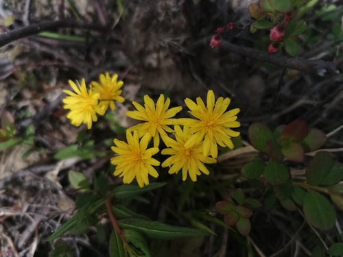 Image of Taraxacum alaskanum by (c) Валерия Ковалева, some rights reserved (CC BY)