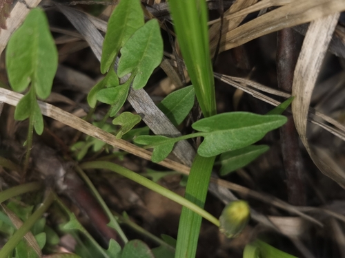 Image of Taraxacum alaskanum by (c) Валерия Ковалева, some rights reserved (CC BY)