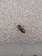 Hemicrepidius nemnonius