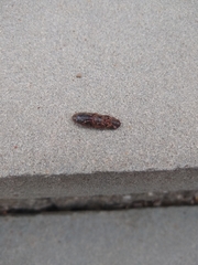 Hemicrepidius nemnonius