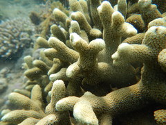 Porites cylindrica