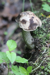 Leccinum variicolor