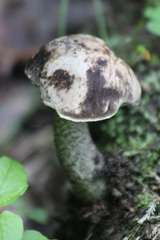 Leccinum variicolor