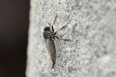 Neomochtherus geniculatus