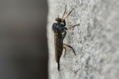 Neomochtherus geniculatus