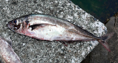 Trachurus trachurus