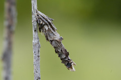 Canephora hirsuta