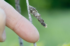 Canephora hirsuta