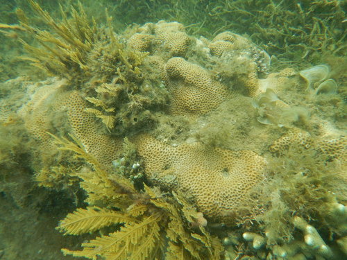 Favites pentagona