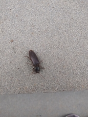 Hemicrepidius nemnonius