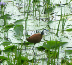 Actophilornis africanus