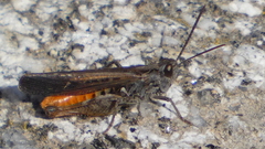 Omocestus raymondi