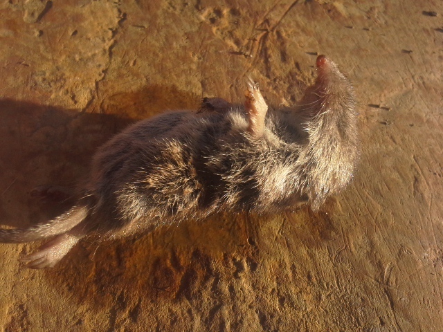 Lesser Dwarf Shrew