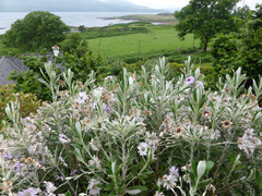 Macrolearia chathamica