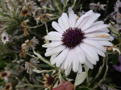 Macrolearia chathamica