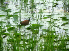 Actophilornis africanus