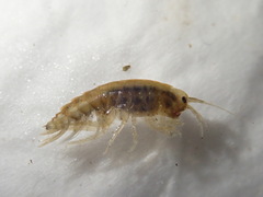 Gammarus roeselii
