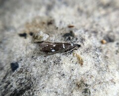 Leptocerus interruptus