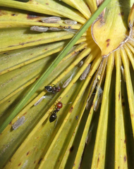 Ommatissus binotatus