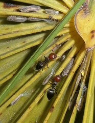 Ommatissus binotatus