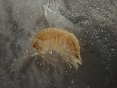 Gammarus fossarum