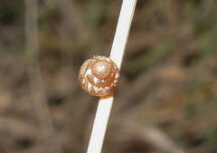 Cochlicella barbara