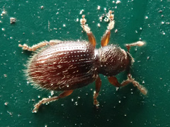 Barypeithes pellucidus