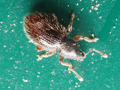 Barypeithes pellucidus