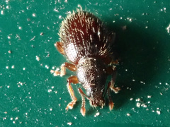 Barypeithes pellucidus