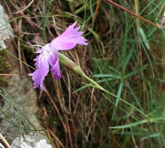 Dianthus gratianopolitanus