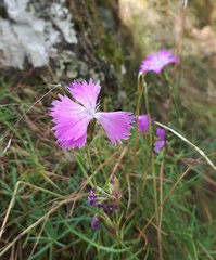 Dianthus gratianopolitanus