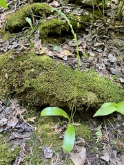 Platanthera unalascensis