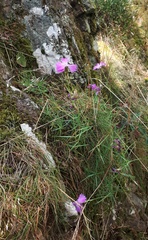 Dianthus gratianopolitanus