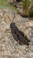 Acrotylus insubricus