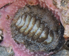 Chitonidae