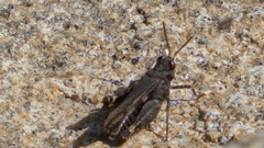 Acrotylus insubricus