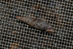 Macrogastra ventricosa