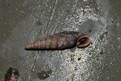 Macrogastra ventricosa