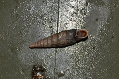 Macrogastra ventricosa