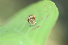 Charitographa mikadonis