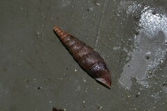 Macrogastra ventricosa