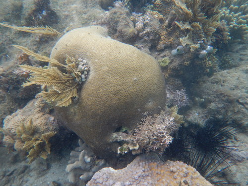 Astrea rotulosa