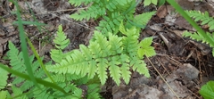 Dryopteris carthusiana