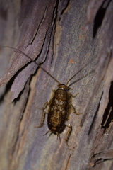 Parellipsidion latipenne