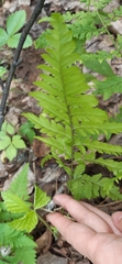 Dryopteris carthusiana