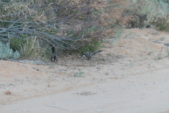 Pomatostomus ruficeps