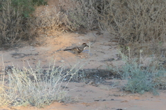 Pomatostomus ruficeps