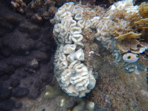 Astraeosmilia connata