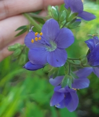 Polemonium caeruleum