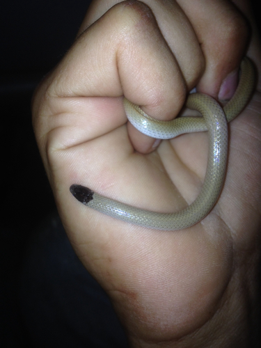 Tantilla nigriceps